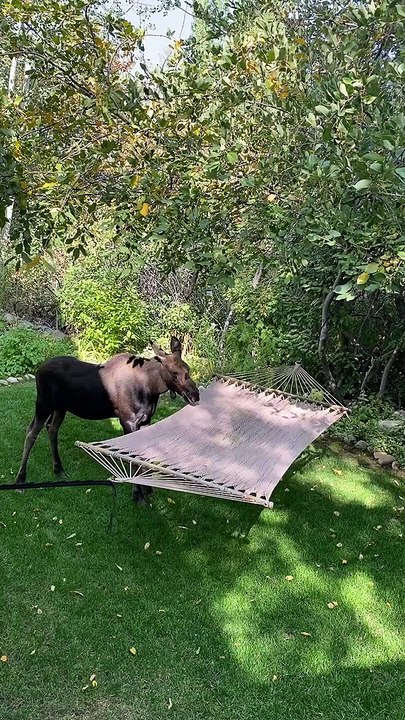 Moose Having Fun With Backyard Hammock