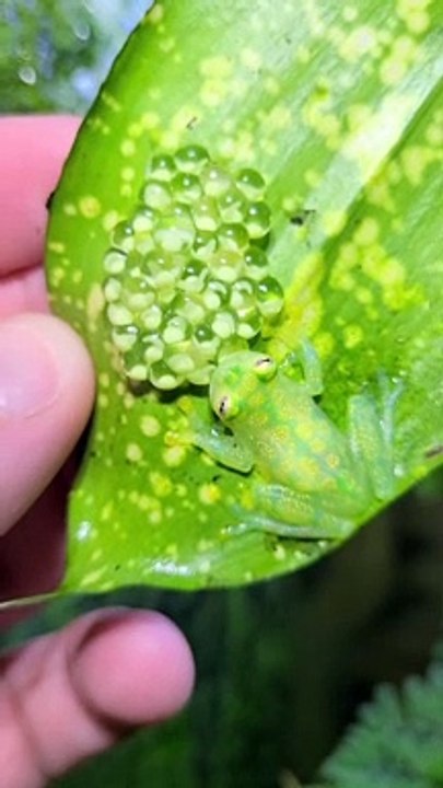 Father Frog Protecting His Eggs