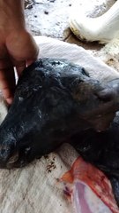 the baby cow w 2 heads
