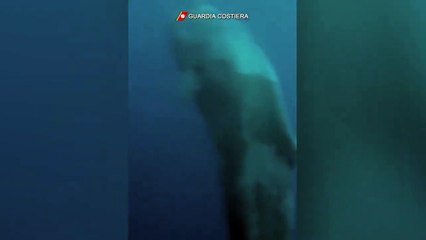 Lipari (ME) - Capodoglio impigliato in rete da pesca illegale (07.10.20)