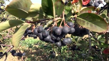 4. Aronya Hasadı Şenliği gerçekleştirildi