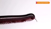 Would you let a robot millipede in your intestines?