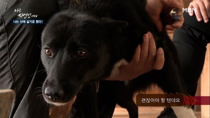 오소리에게 물린 충견 댕댕이 치료하기 ㅠㅠ