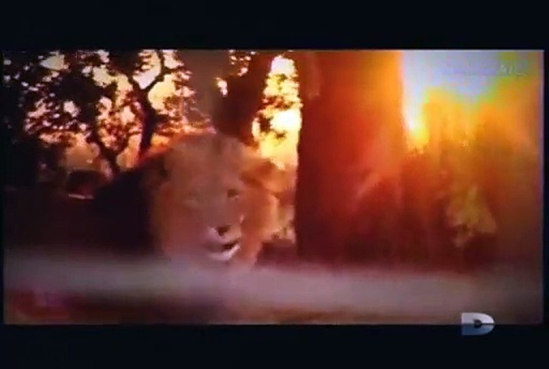 Agressions animales épisode 3 saison 2