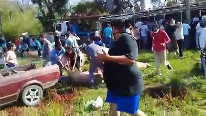 Volcó un camión con cerdos y vecinos los carnearon en plena calle para llevárselos