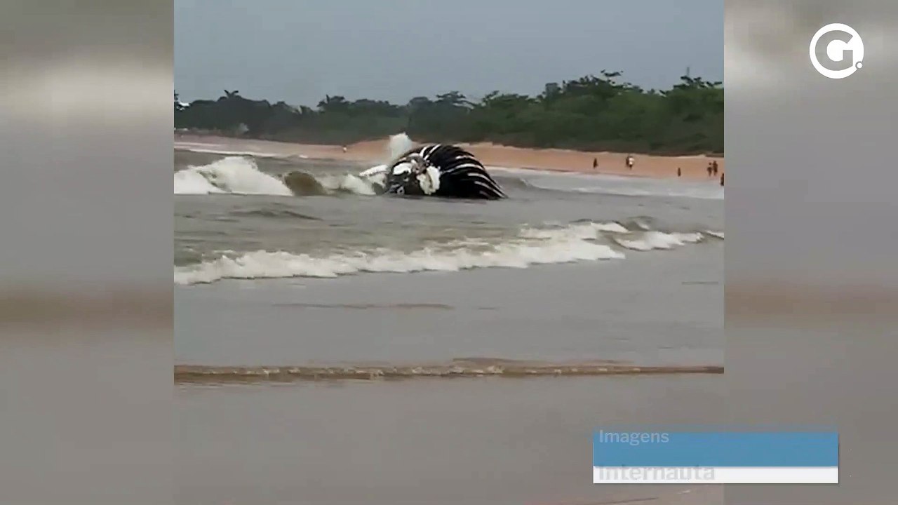 Baleia é encontrada morta em Manguinhos, na Serra