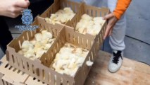 Mueren 23.000 pollitos abandonados en palés en el aeropuerto de Barajas