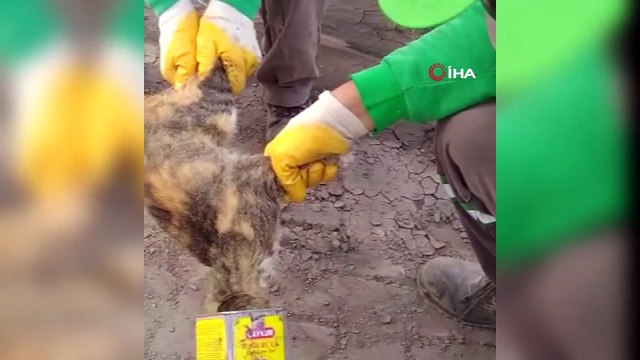 Kafası teneke kutuya sıkışan kediyi kurtaran işçiler onurlandırıldı