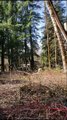 Collapsing Tree Crushes a House