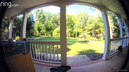Dog Discovers Doorbell Cam