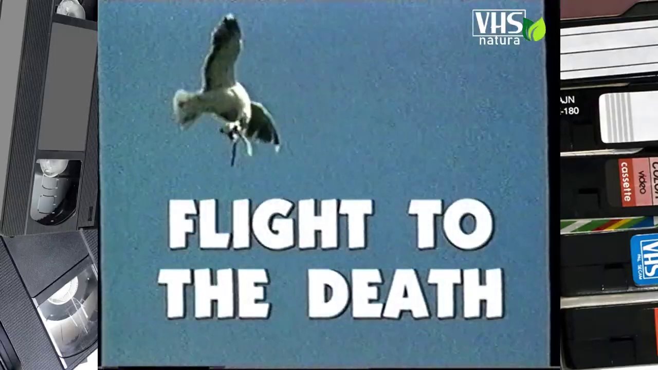 VOLARE VERSO LA MORTE