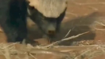 Bear attack to snack