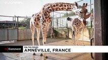 No Comment: Erstmals Giraffen-Baby im Zoo von Amnéville geboren