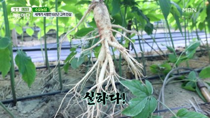 ㄴ이렇게 실한 인삼 보신 분 계시나요?ㄱ