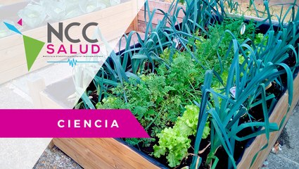 Cul­ti­var huer­tos ur­ba­nos como una te­ra­pia al­ter­na­ti­va en Mé­xi­co