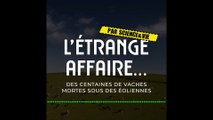 [PODCAST L'étrange affaire ] Le mystère des centaines de vaches mortes sous des éoliennes