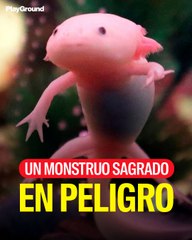La ruta para salvar al ajolote mexicano