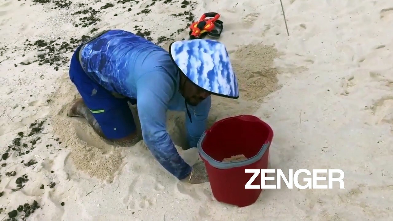 Baby turtles rescued from hurricane in Cayman Islands