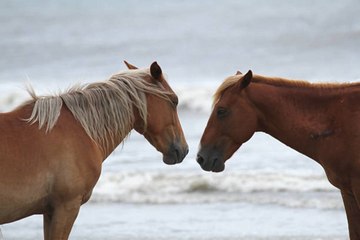 Video Shows Wild Horses Completely Unimpressed by Gate Meant to Keep Them Out