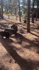 Baby Bears Play on Tire Swing