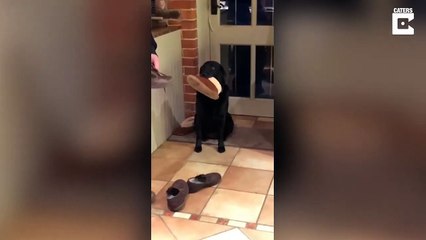 Ce chien s'est endormi avec un chausson à la bouche