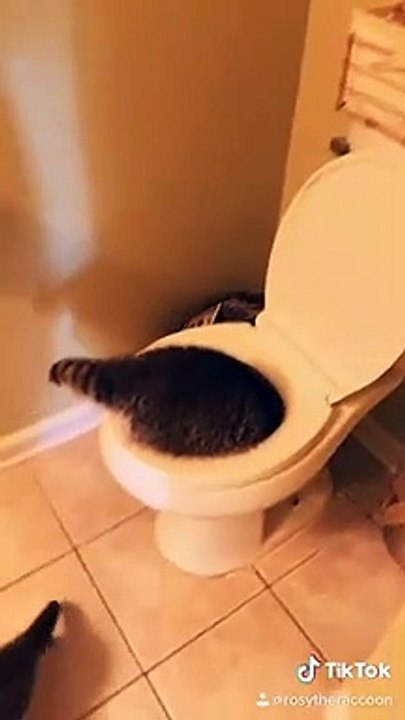 Elle découvre un raton laveur dans la cuvette des toilettes