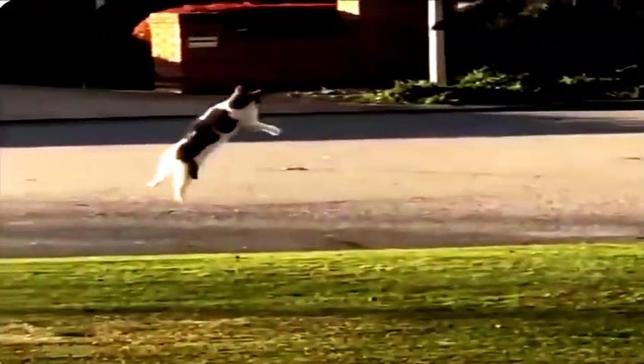 Two  dogs played with a balloon