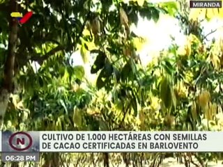 Campo Experimental INIA inició cultivo de mil hectáreas de cacao en Miranda