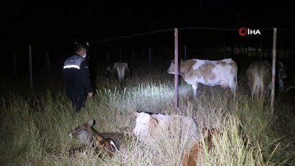 Kaybolan inek sürüsü üniversiteye sığındı