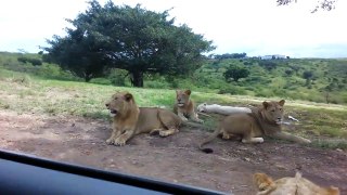Lion OPENS CAR DOOR as they move through South African Reserve!