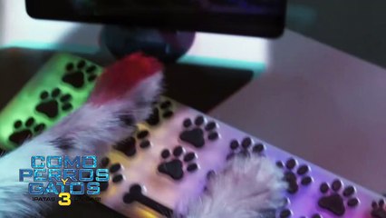 COMO PERROS Y GATOS 3 PATAS UNIDAS