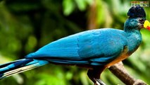 Top 10 Beautifully Crowned Birds