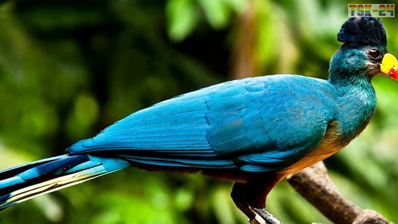 Top 10 Beautifully Crowned Birds
