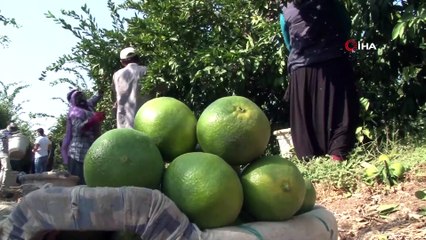 İhracatlık mandalinada buruk hasat