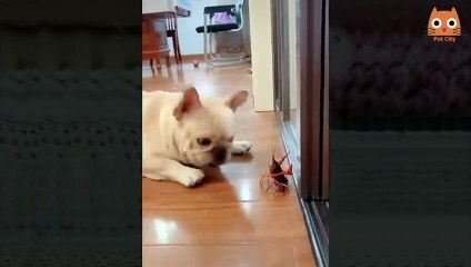 Videos divertidos de gatos y perros