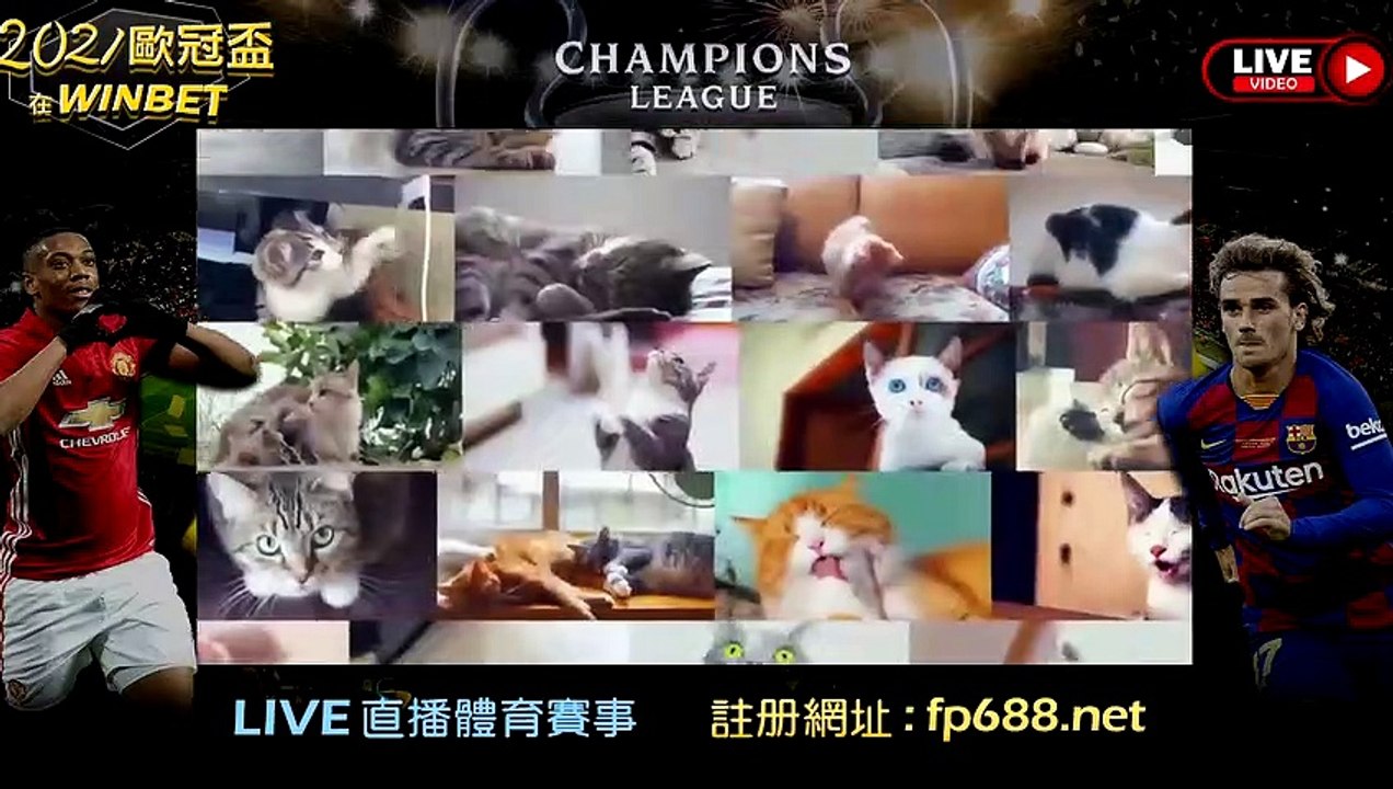 一直沒有家，「虎斑貓蹲收容所角落」失落發呆：能不能有人愛我？【貓咪故事】