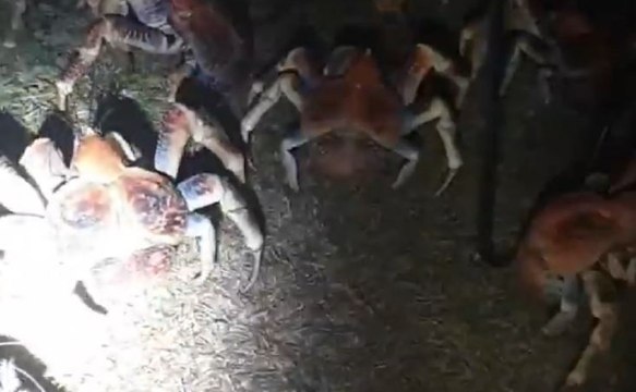 Ils allument un barbecue en pleine nuit et vont attirer de veritables monstres