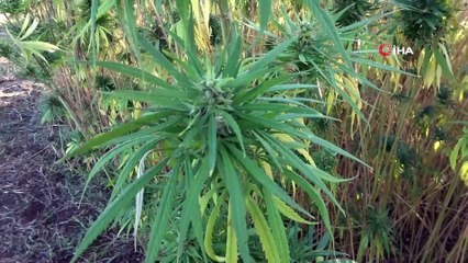 Yerli ve milli kenevirler hasada hazır: Bu kenevirlerden 'esrar' yapılamayacak