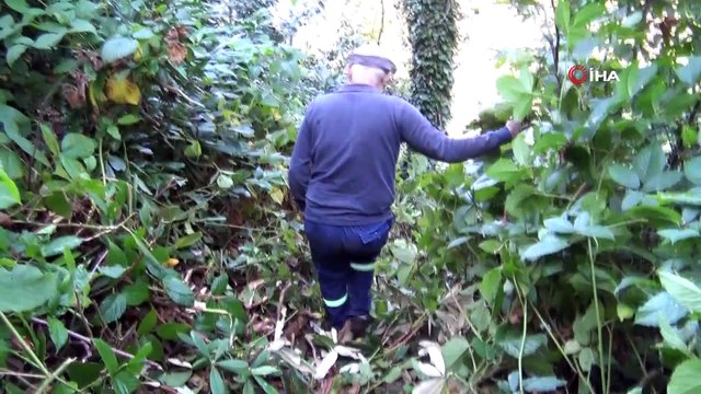 Türkiye’nin en geniş çaplı porsuk ağacı Artvin’de tescillendi