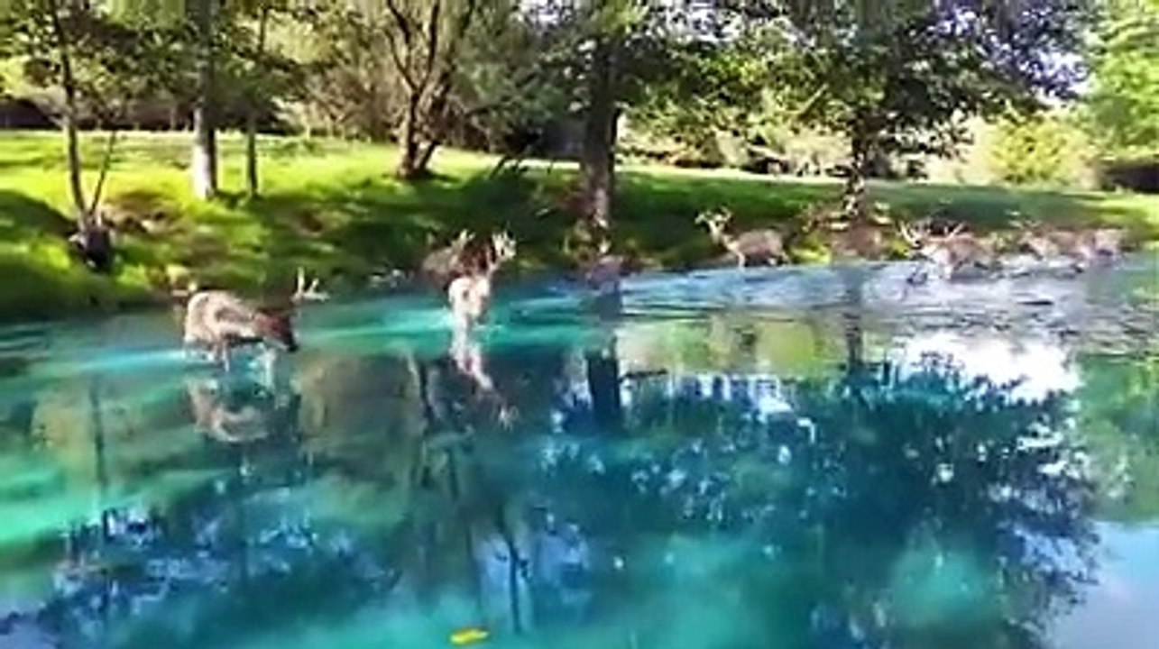 au-pays-de-bambi-cute
