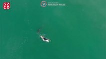 Büyük beyaz köpek balığının, Avustralyalı sörfçüyü takip ettiği anlar drone ile görüntülendi