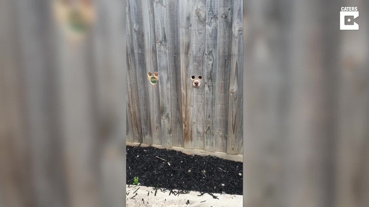 Diese Hunde haben eigene Spionage-Löcher
