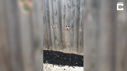 Diese Hunde haben eigene Spionage-Löcher