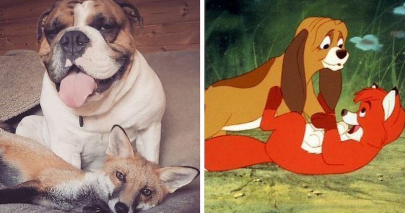 Une belle amitié est née entre ce chien et cette renarde, comme dans Rox et Rouky !