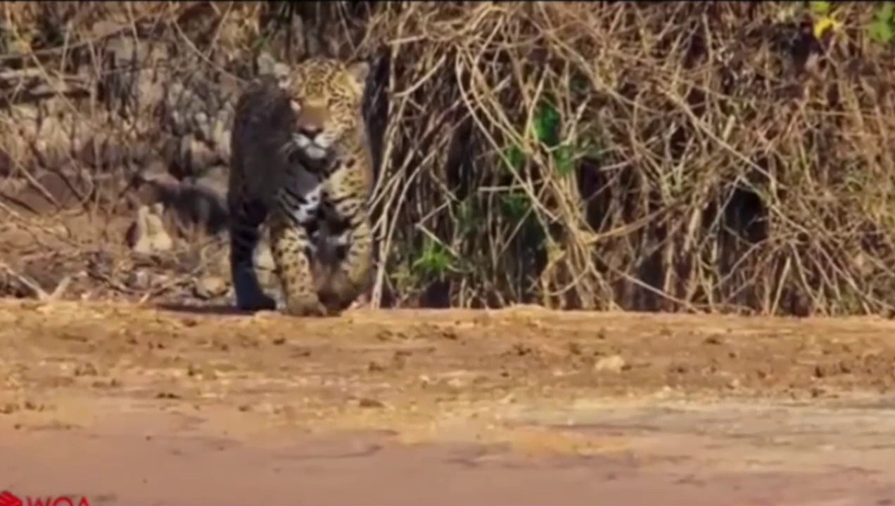 Tiger attack to crocodile