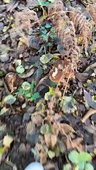 Gironde. 11 kilos de cèpes dans un cercle de six mètres !