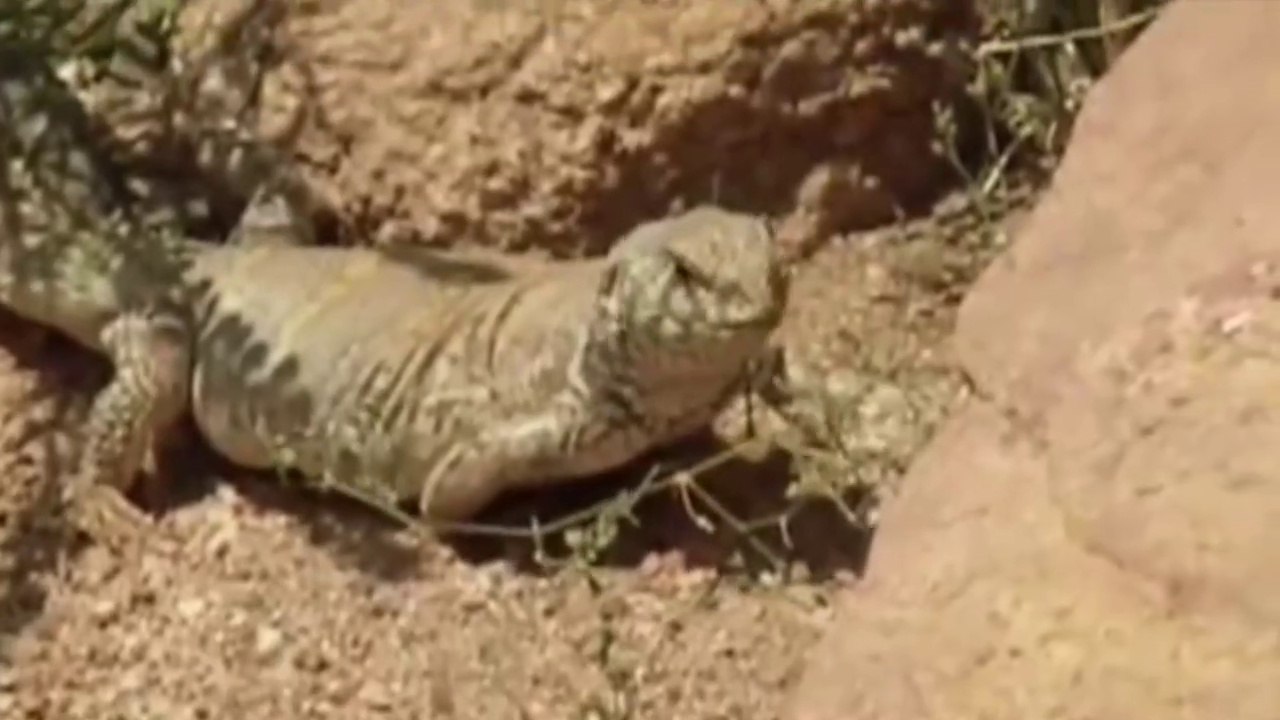 King cobra attack to lizard