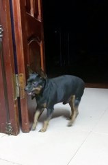 Jealous Doggy Dances a Jig