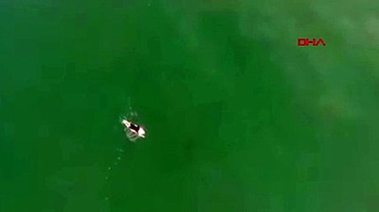 Avusturyalı sörfçü köpek balığından son anda kurtuldu