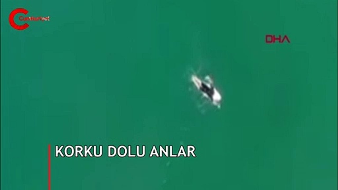 Köpek balığı ile burun buruna geldi! Korku dolu anlar